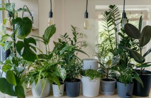 Low light indoor plants in cozy living room corner with minimal sunlight.