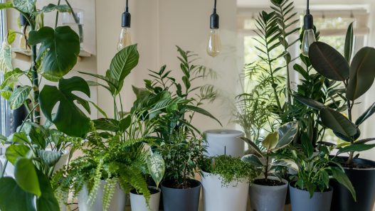 Low light indoor plants in cozy living room corner with minimal sunlight.