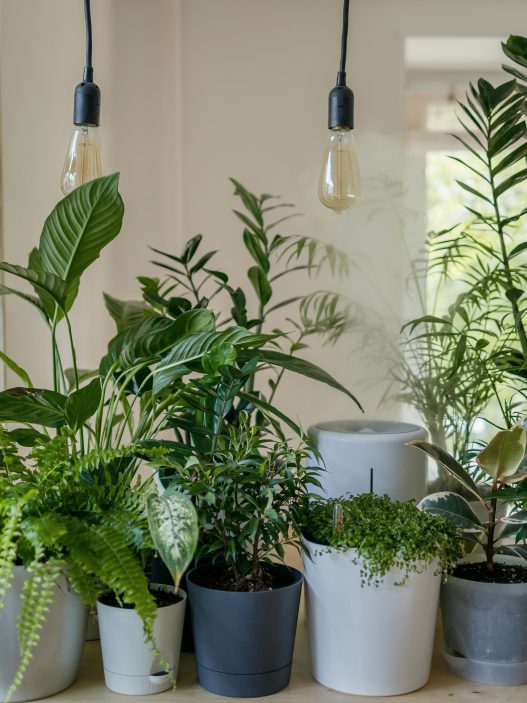 Low light indoor plants in cozy living room corner with minimal sunlight.