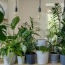 Low light indoor plants in cozy living room corner with minimal sunlight.